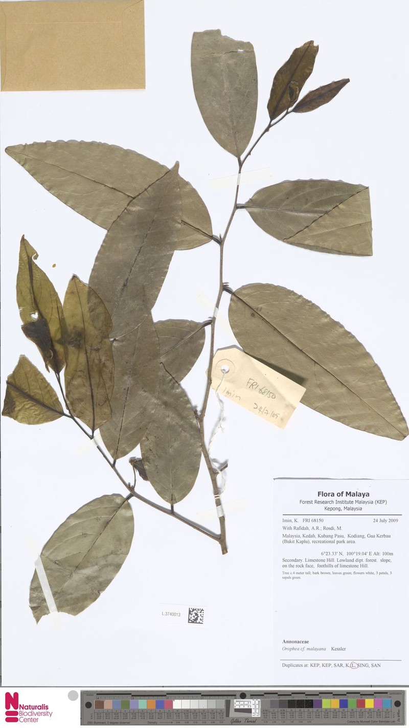 Orophea malayana photo 2