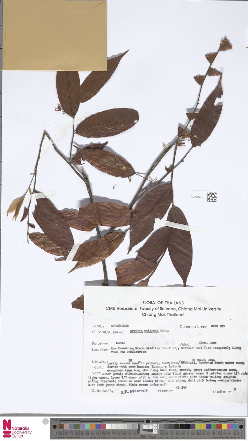 Orophea malayana photo 3