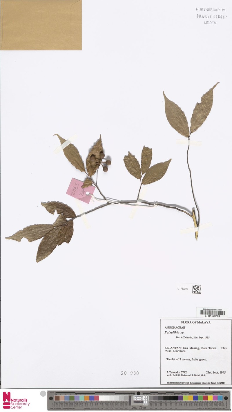 Orophea malayana photo 4