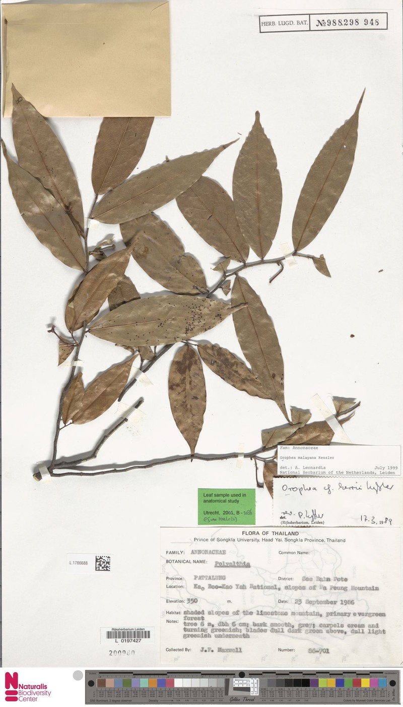 Orophea malayana photo 5