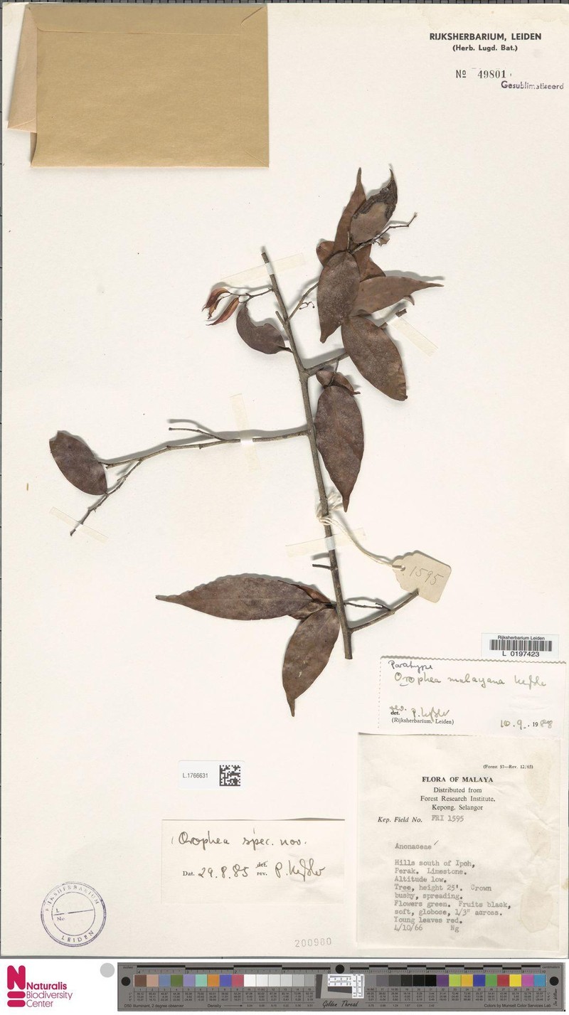 Orophea malayana photo 6