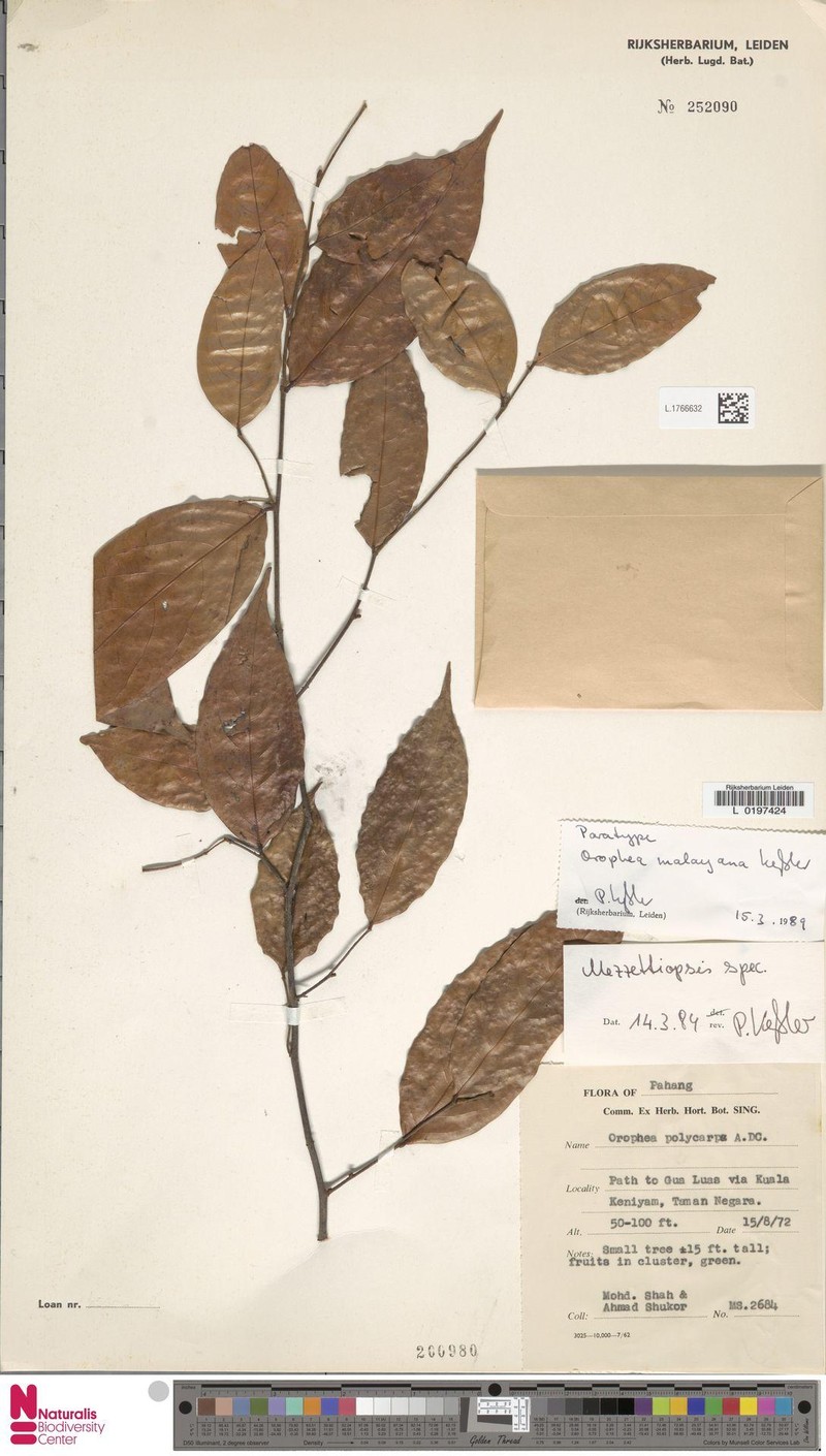 Orophea malayana photo 7