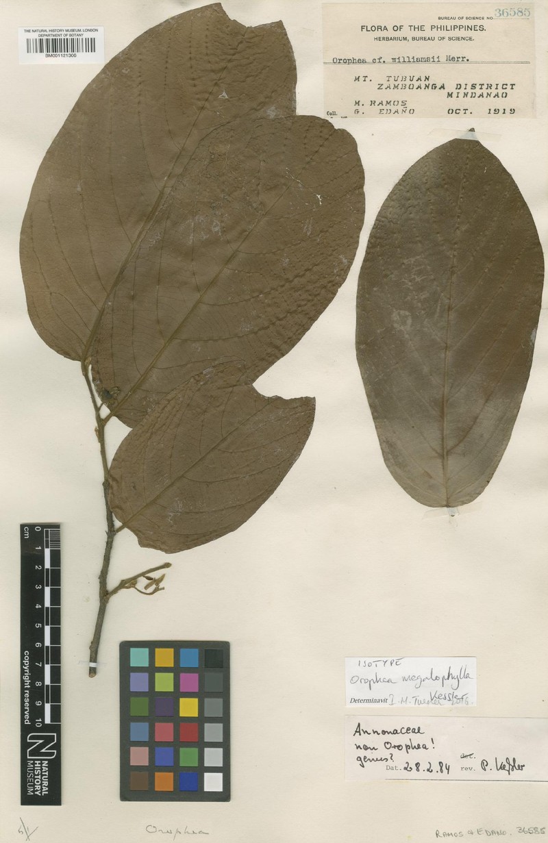 Orophea megalophylla photo 2