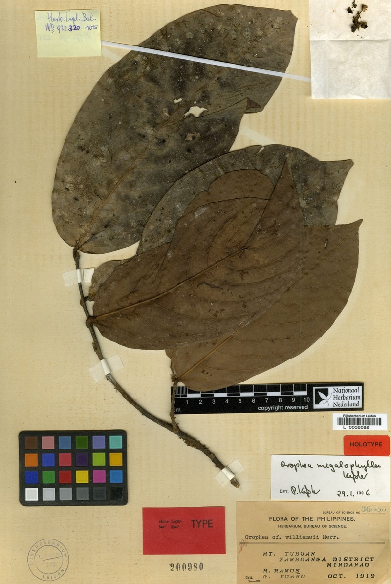 Orophea megalophylla photo 3