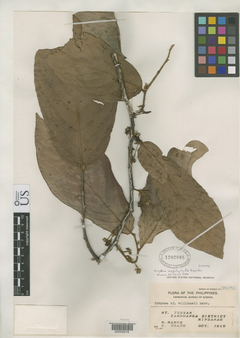 Orophea megalophylla