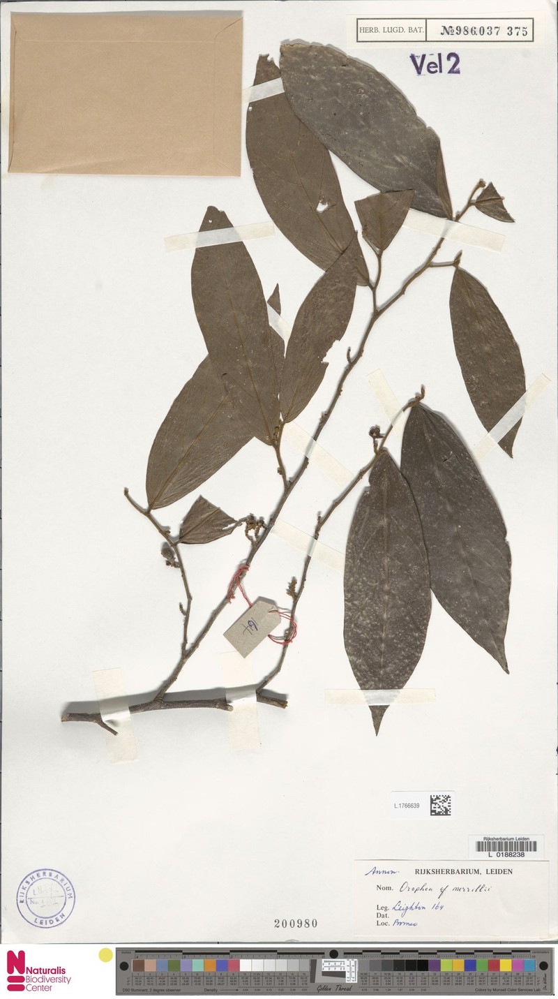 Orophea merrillii photo 2