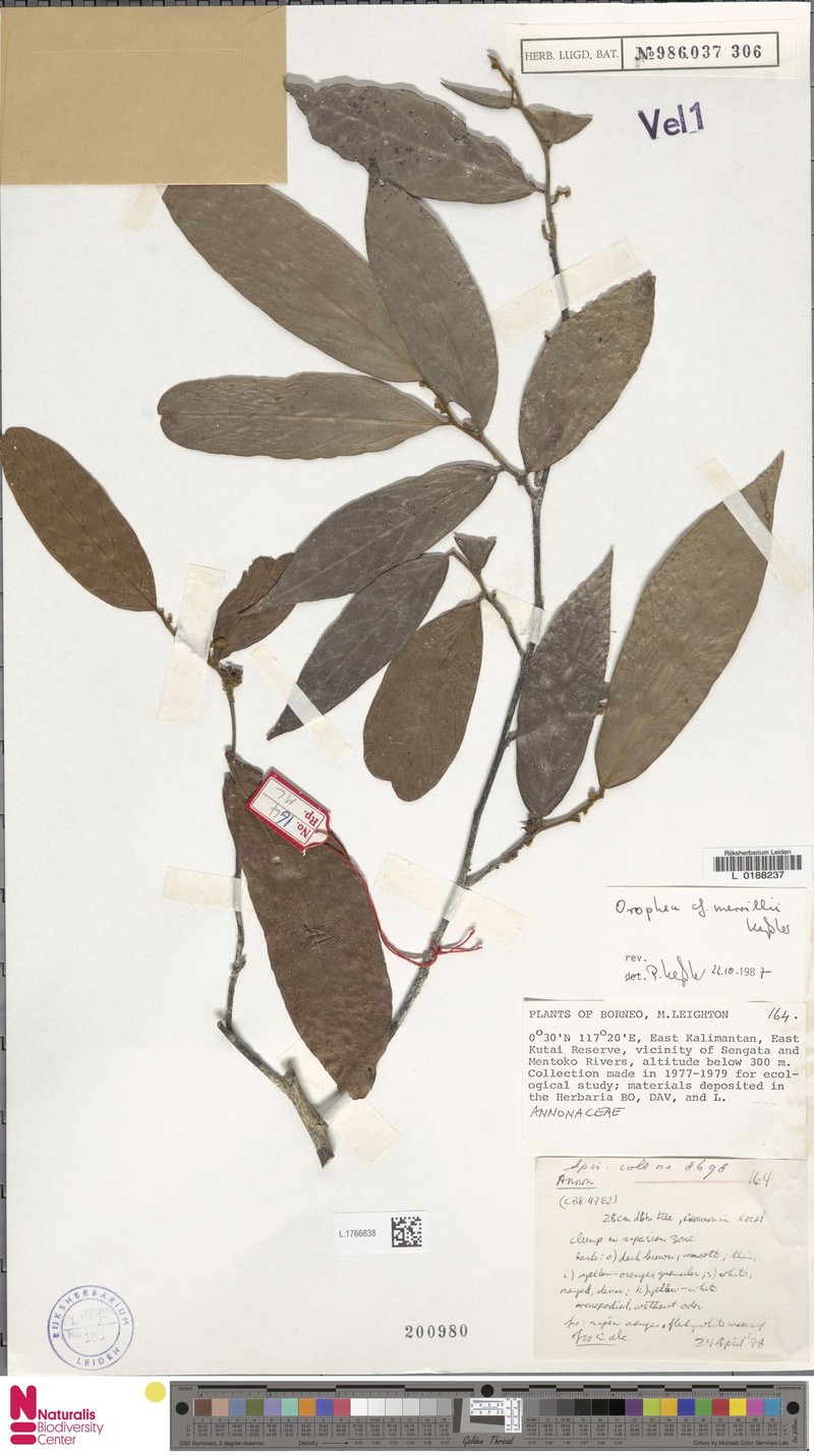 Orophea merrillii photo 3