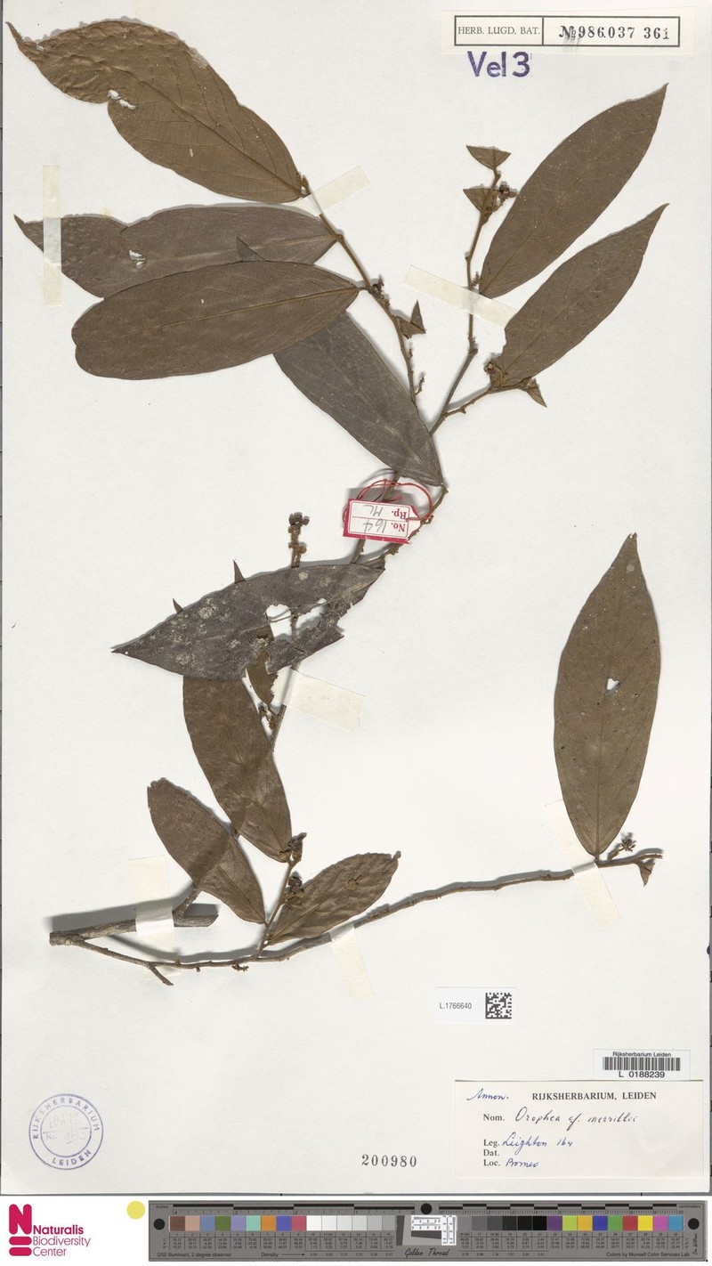 Orophea merrillii photo 4