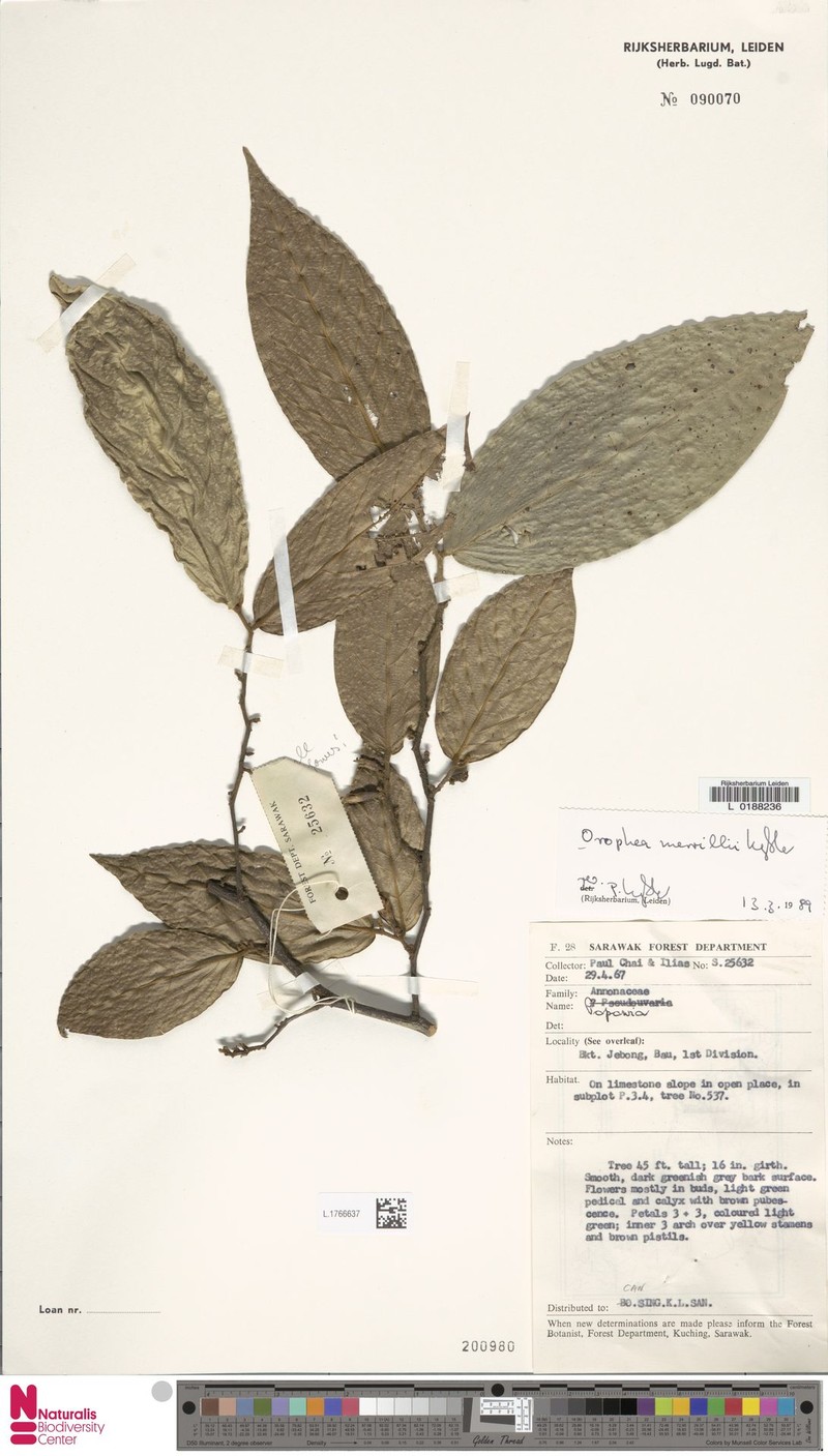 Orophea merrillii photo 5