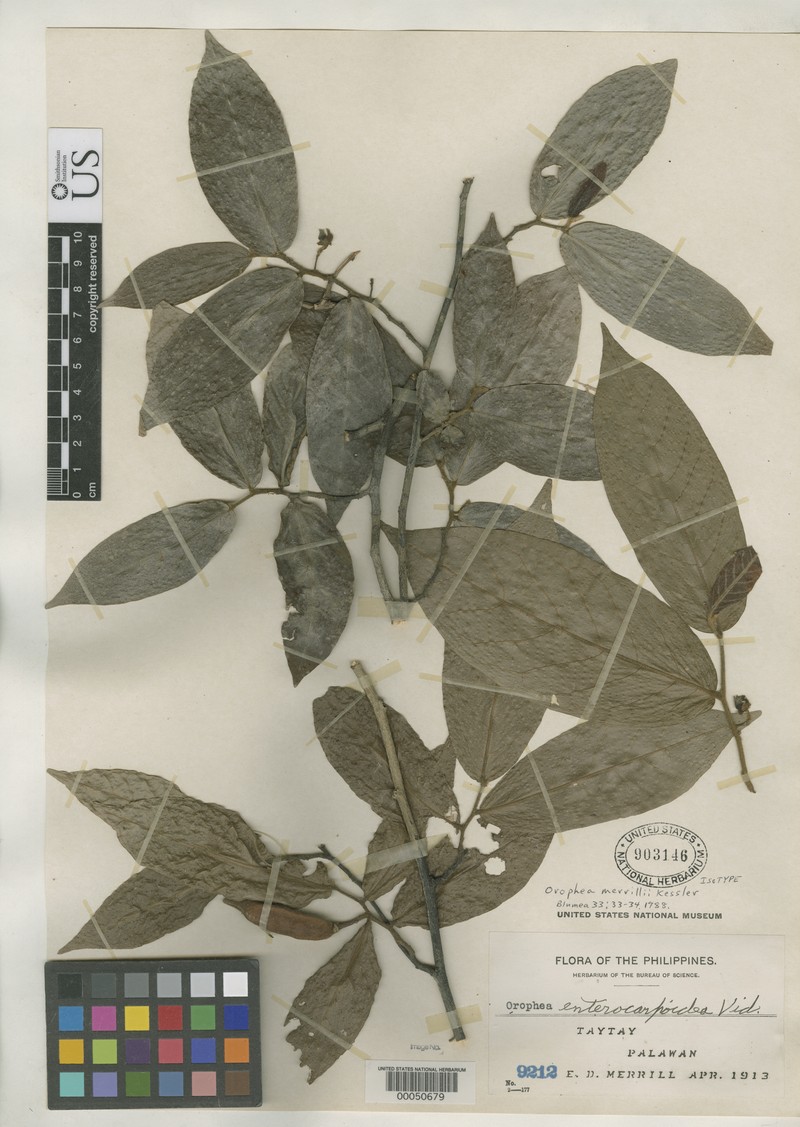 Orophea merrillii