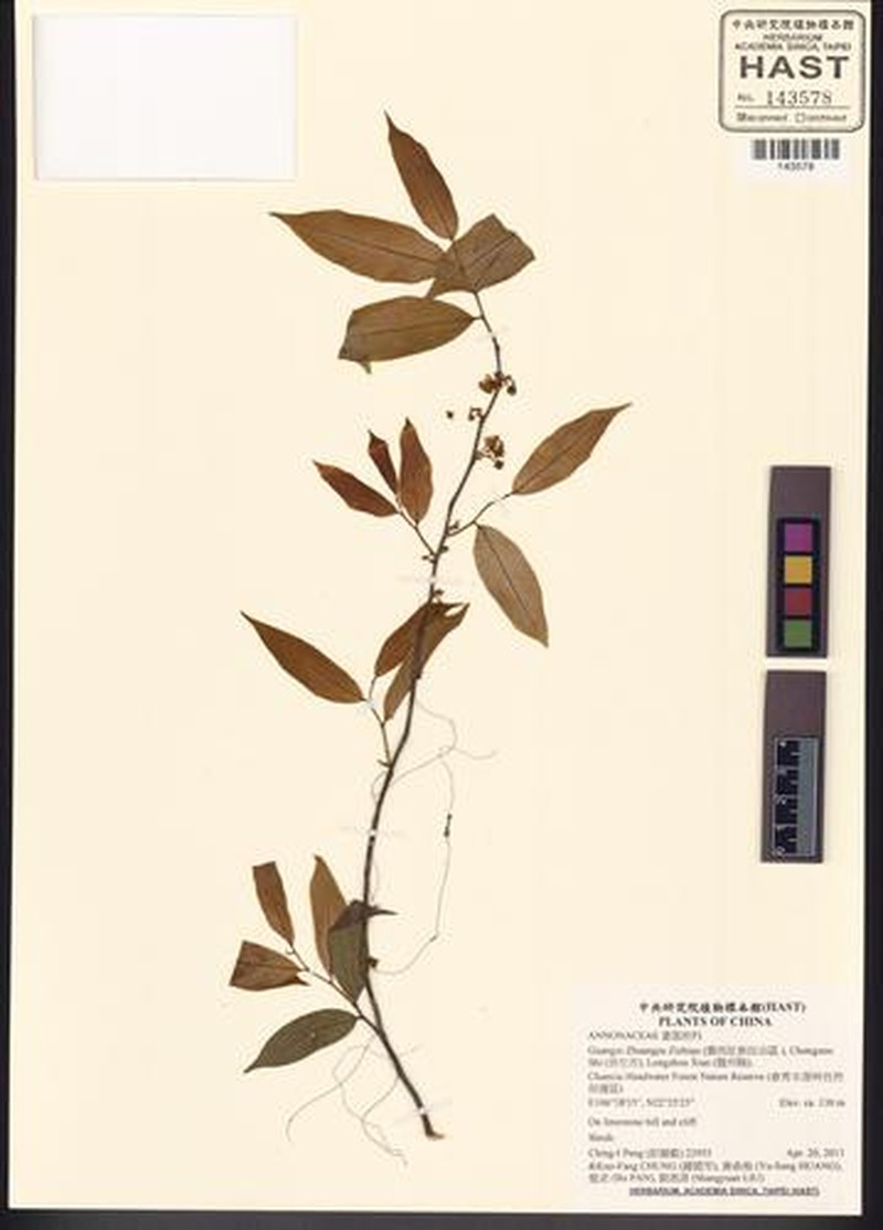 Orophea multiflora