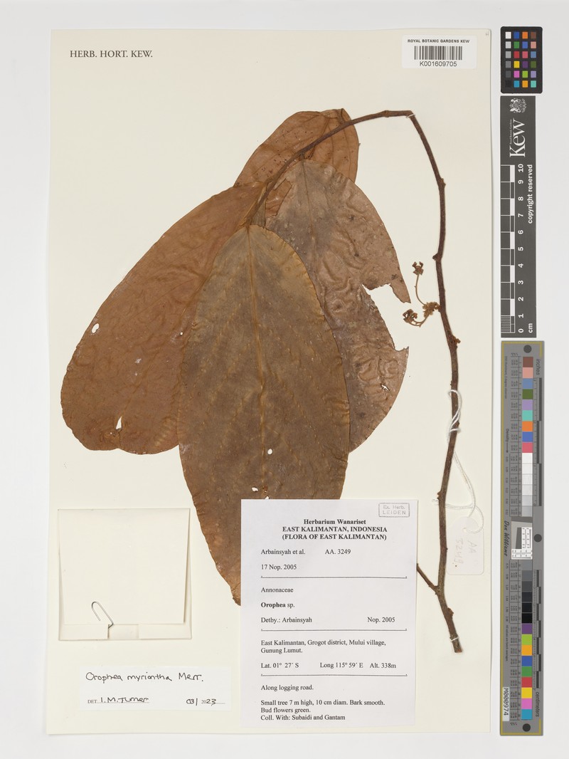 Orophea myriantha photo 2