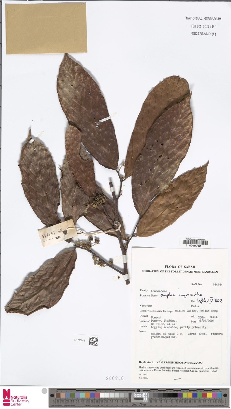 Orophea myriantha photo 3