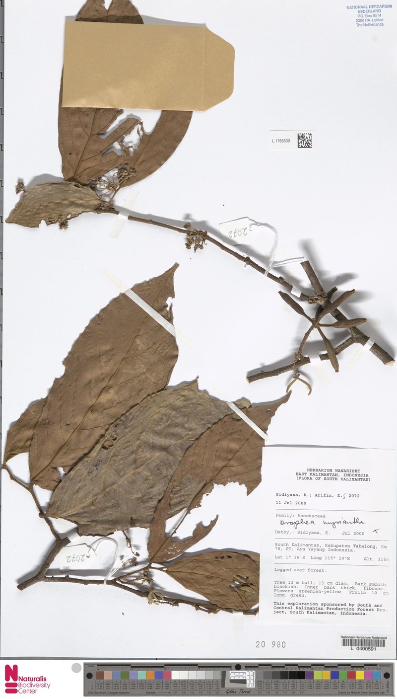 Orophea myriantha photo 4