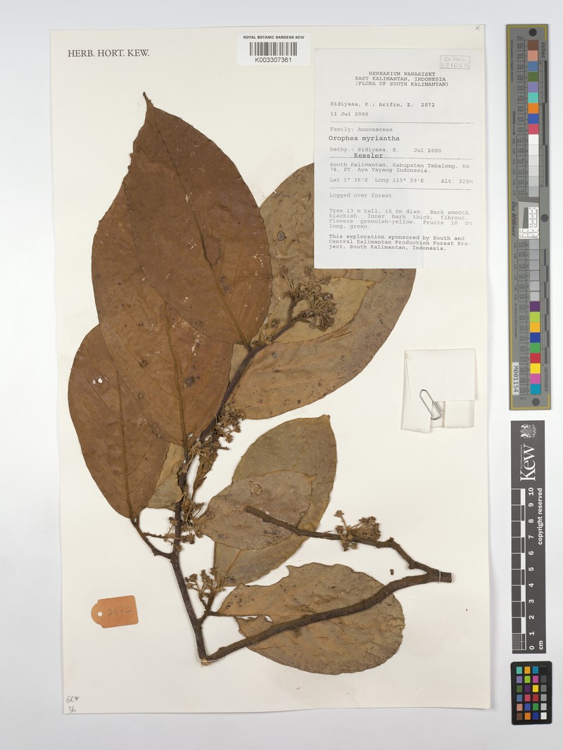 Orophea myriantha photo 5