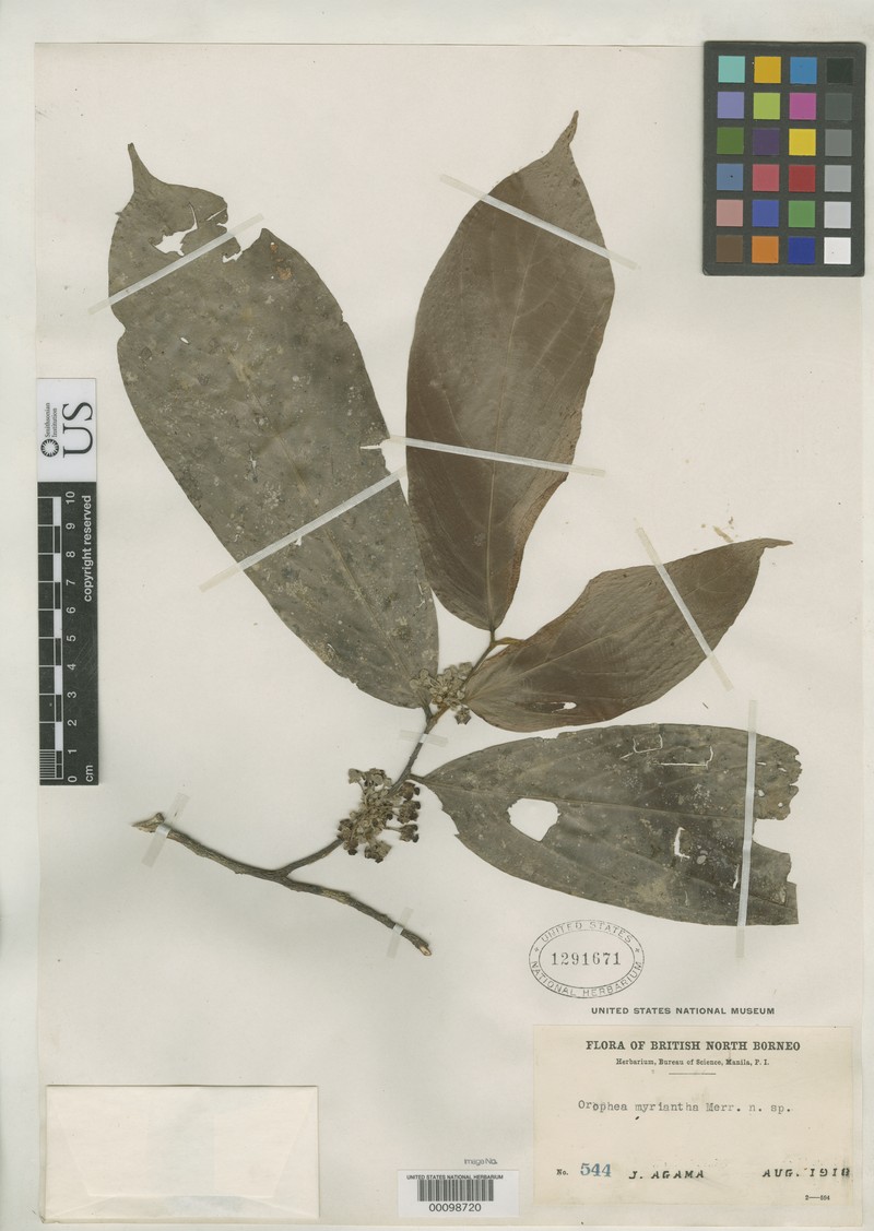 Orophea myriantha