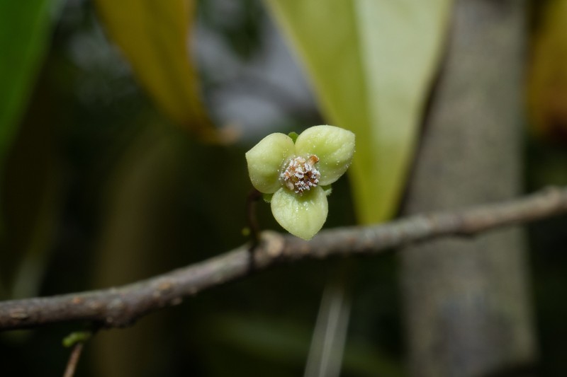 Orophea polycarpa