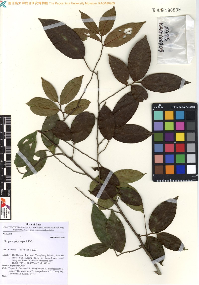 Orophea polycarpa photo 2