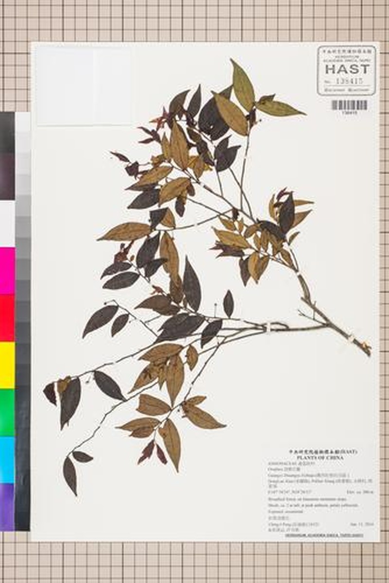 Orophea polycarpa photo 3