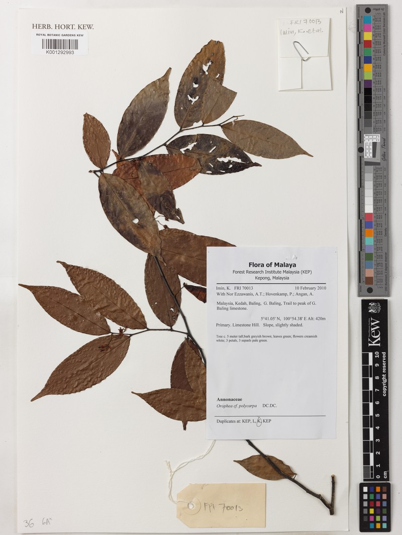 Orophea polycarpa photo 4