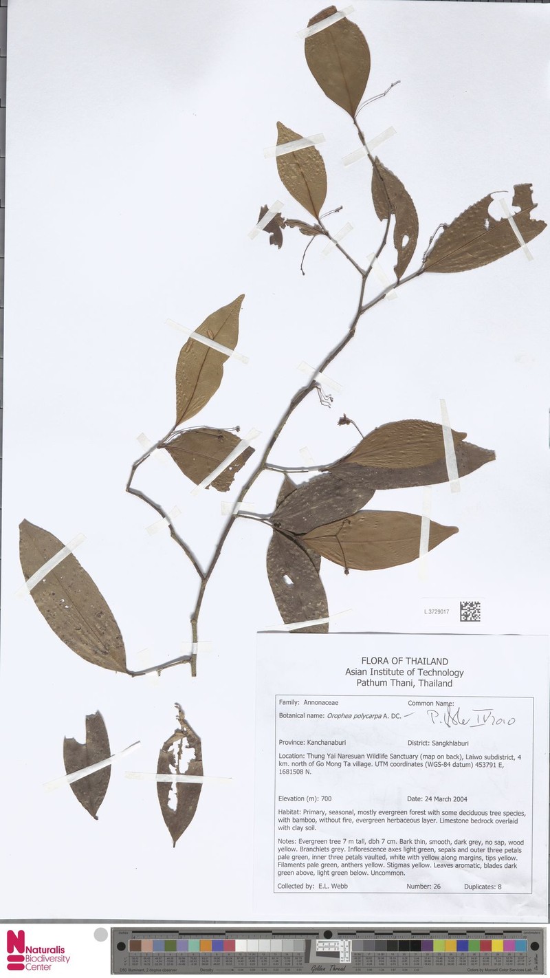 Orophea polycarpa photo 5