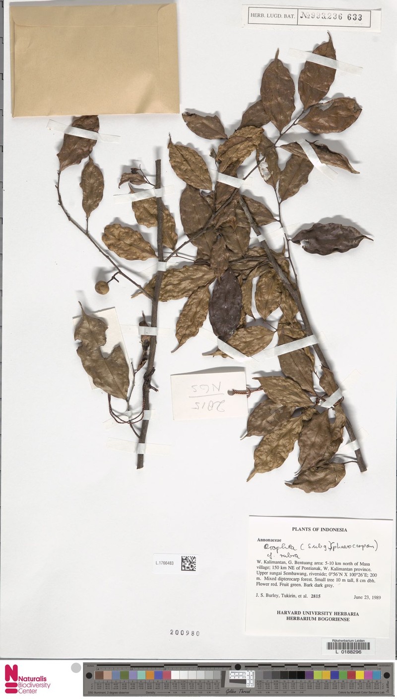 Orophea rubra photo 2