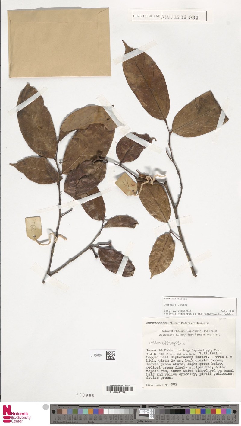 Orophea rubra photo 3