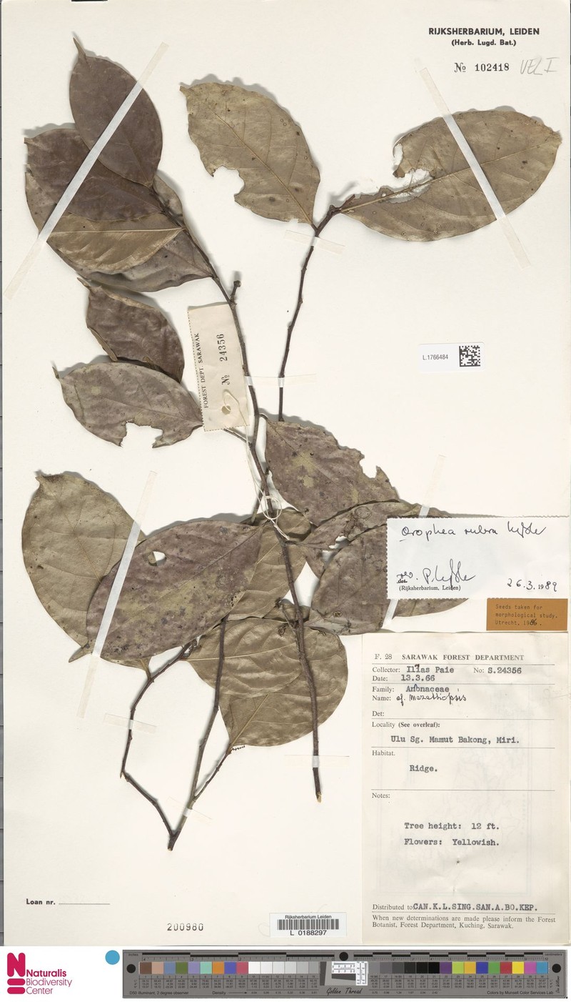 Orophea rubra photo 4