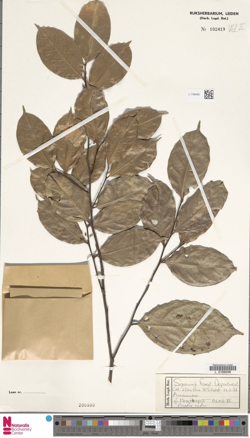 Orophea rubra photo 5