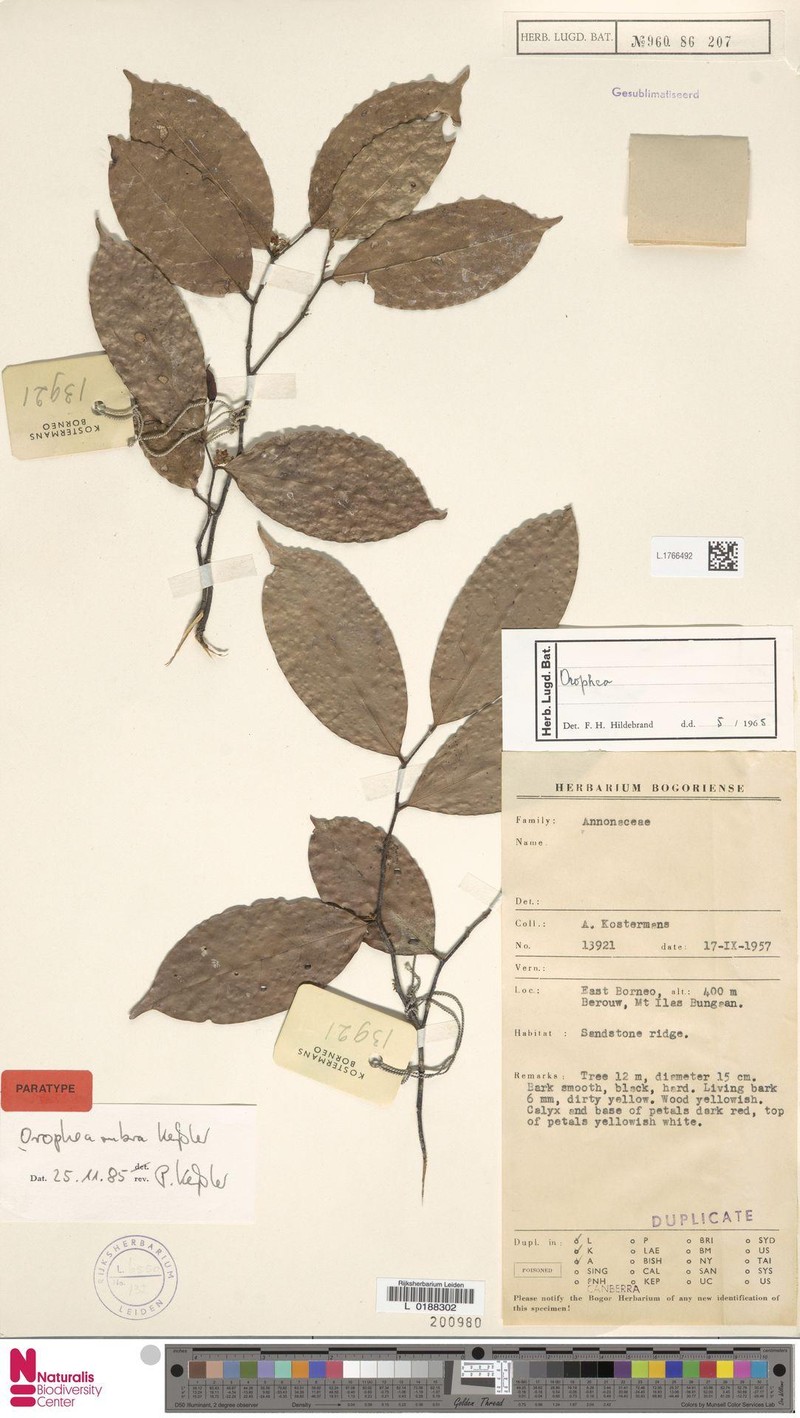 Orophea rubra