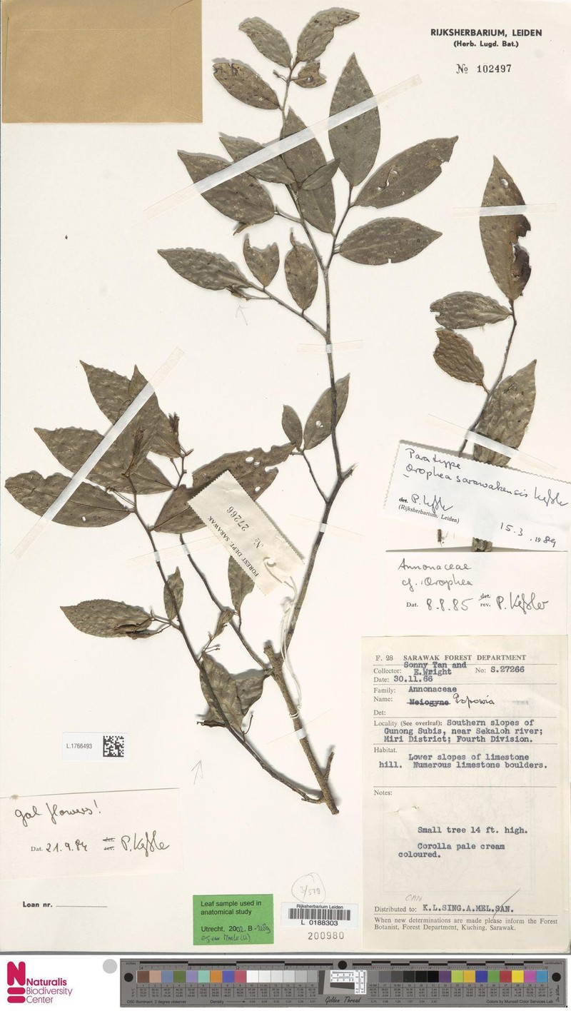 Orophea sarawakensis