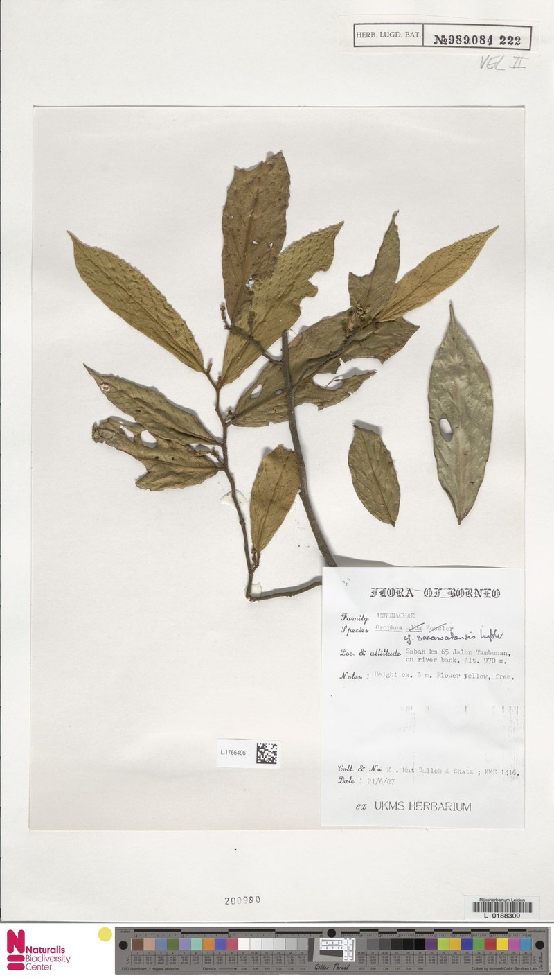 Orophea sarawakensis photo 2