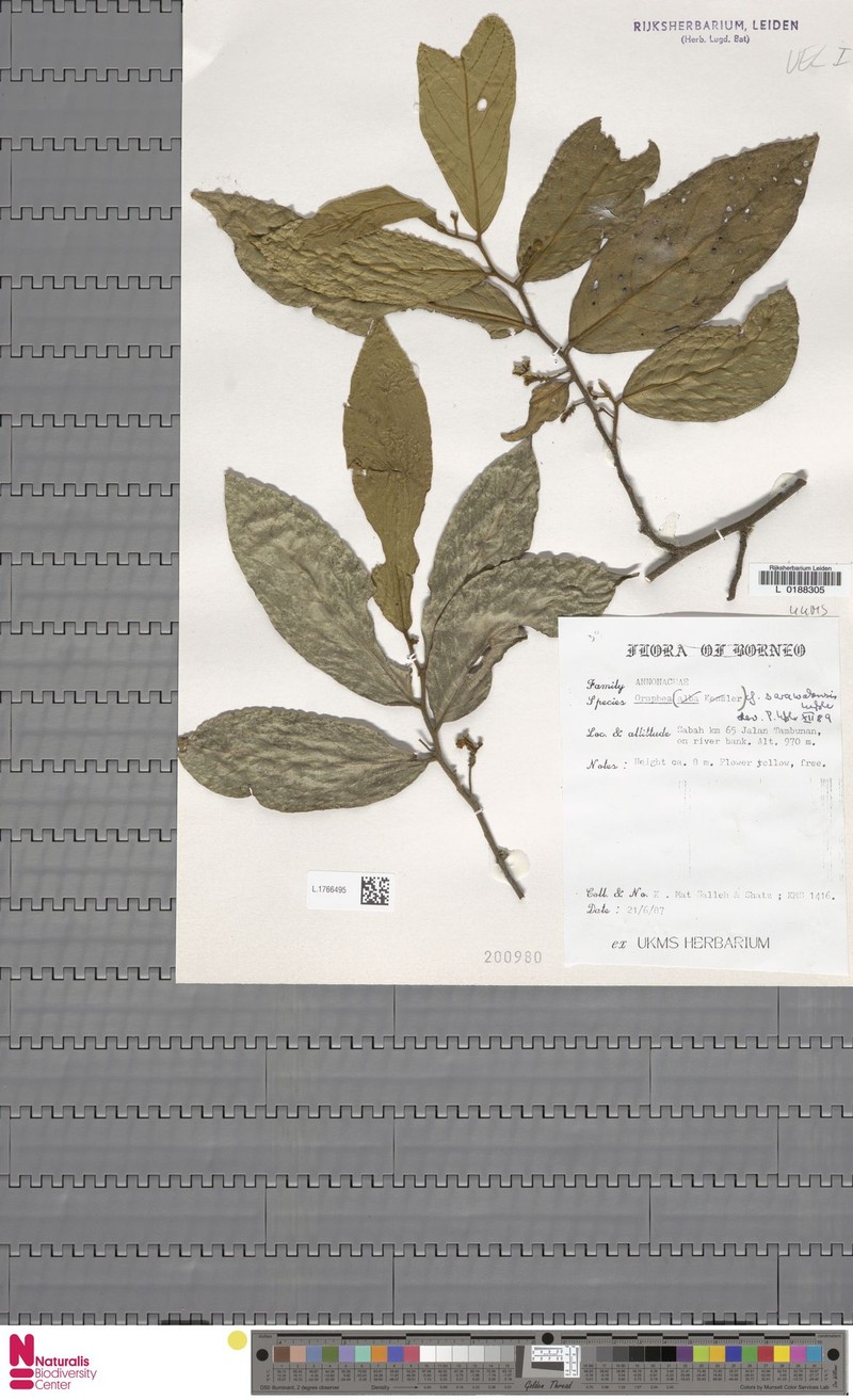 Orophea sarawakensis photo 3