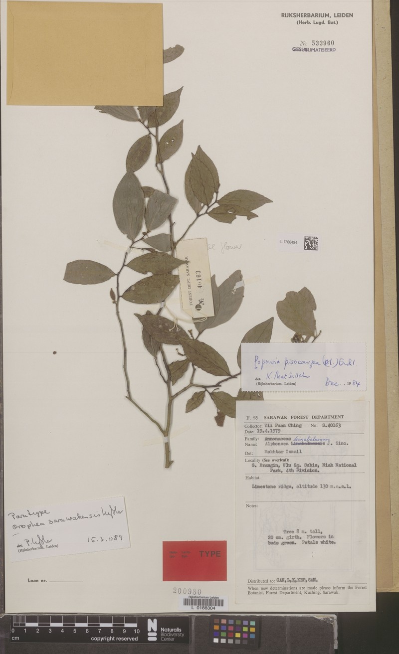 Orophea sarawakensis photo 4