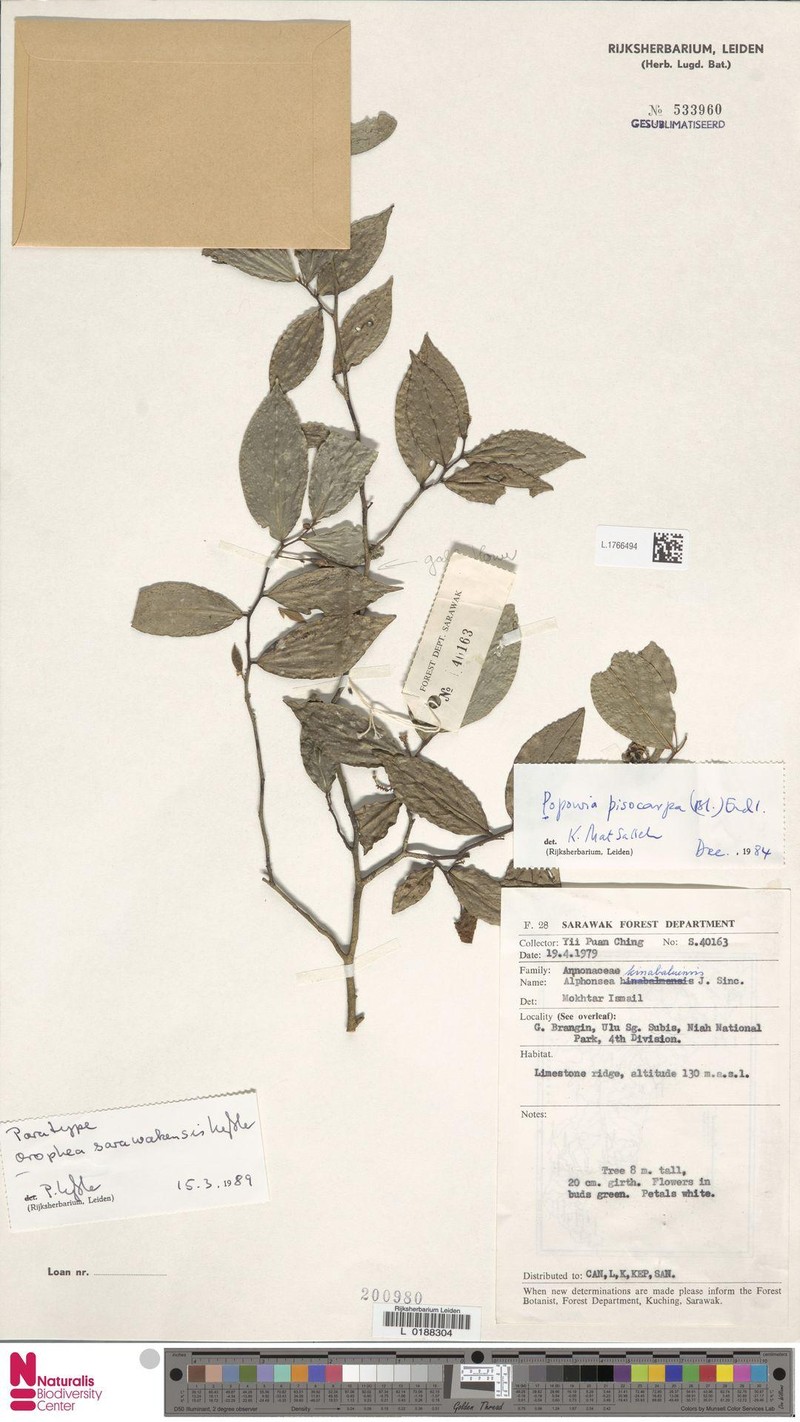 Orophea sarawakensis photo 5