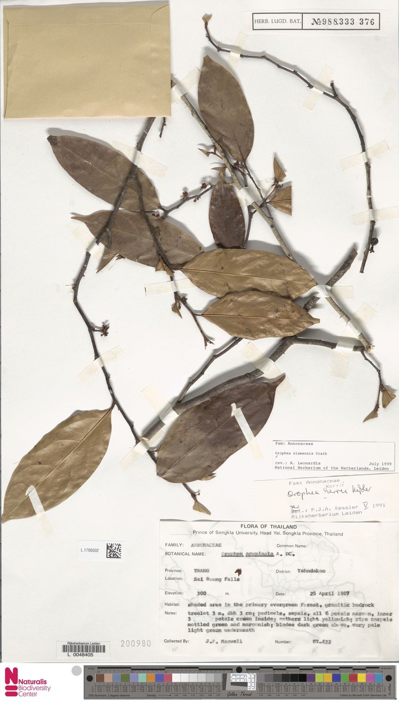 Orophea siamensis
