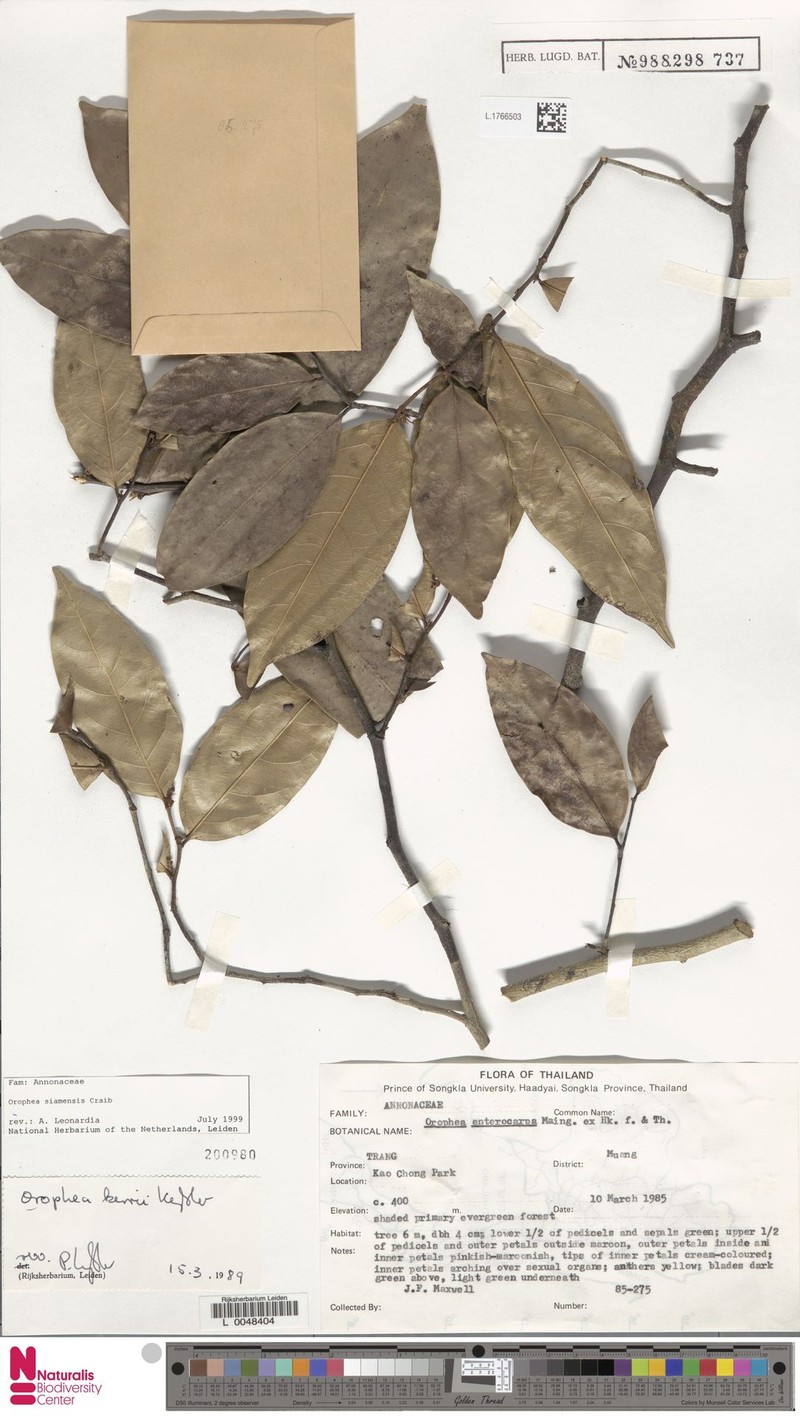 Orophea siamensis photo 2
