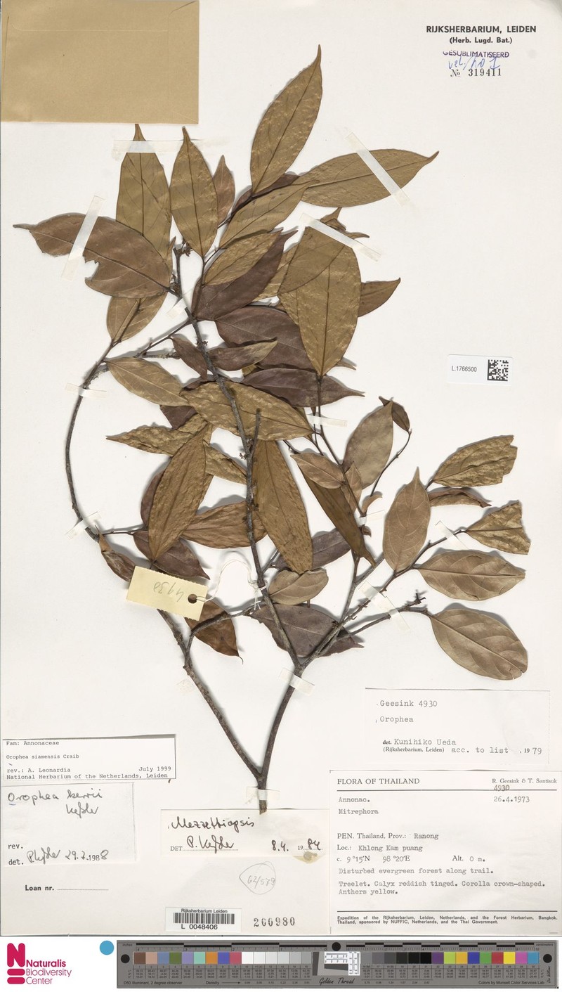 Orophea siamensis photo 3