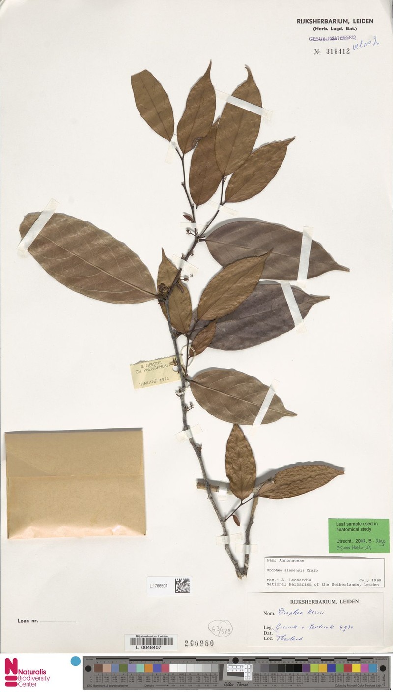Orophea siamensis photo 4