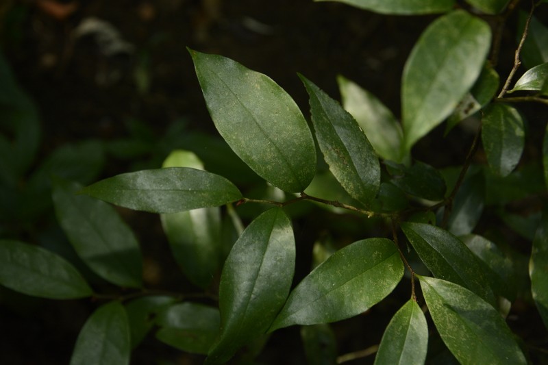 Orophea thomsonii photo 3