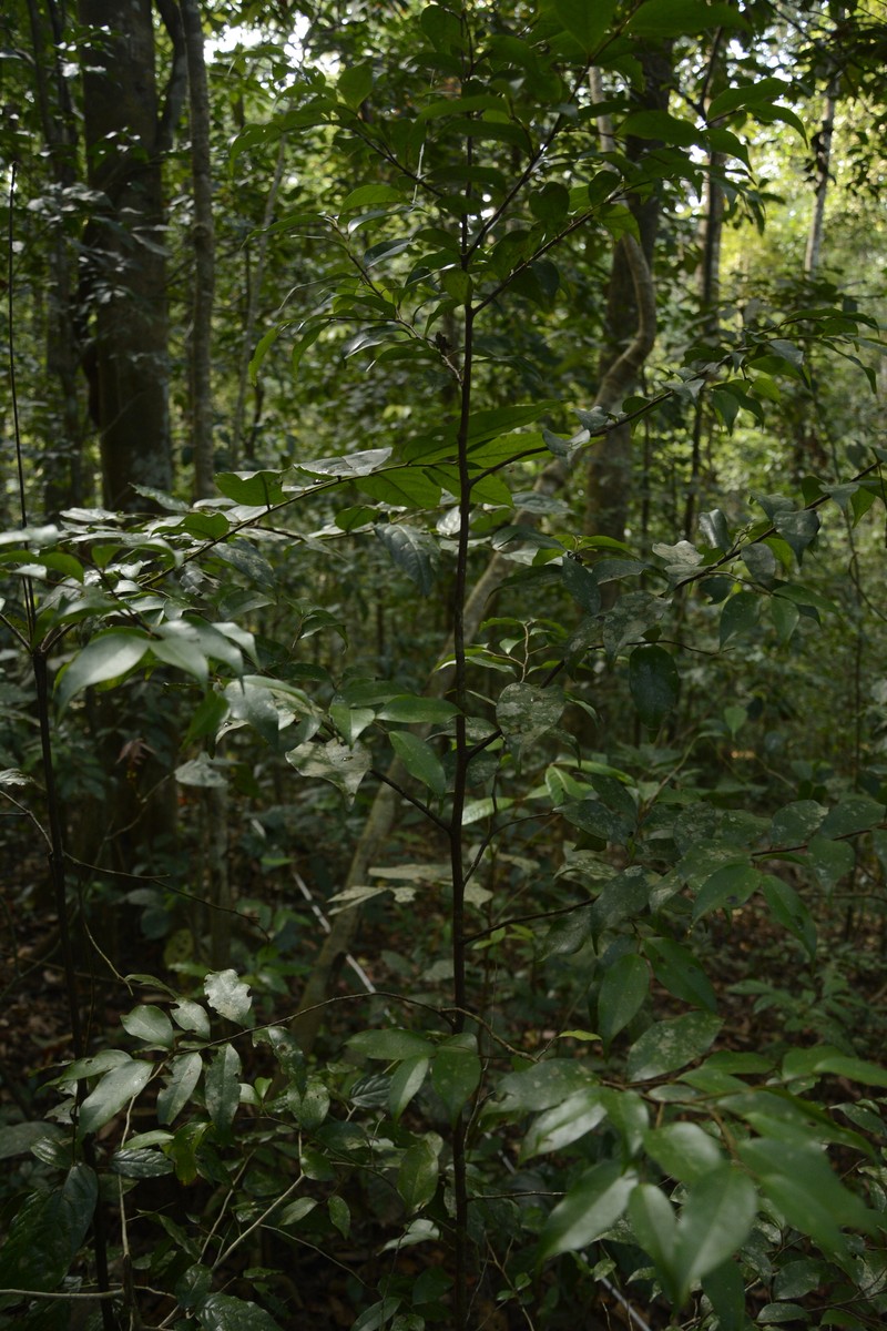 Orophea thomsonii photo 4
