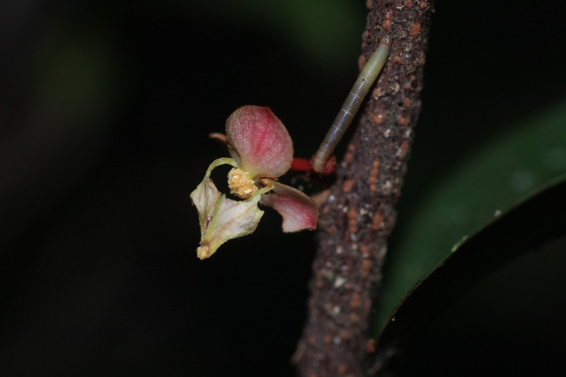 Orophea thomsonii photo 5