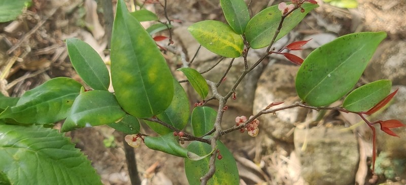 Orophea thomsonii photo 6