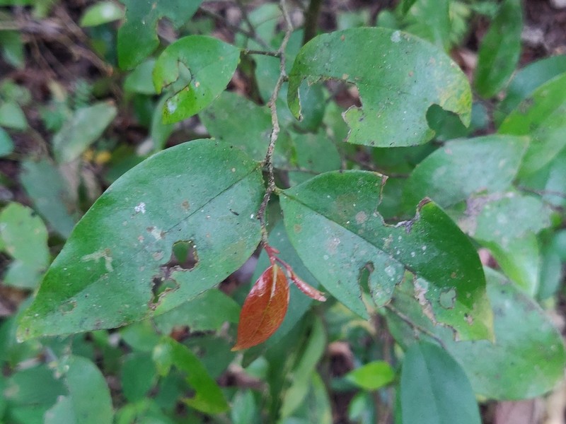 Orophea thomsonii photo 7