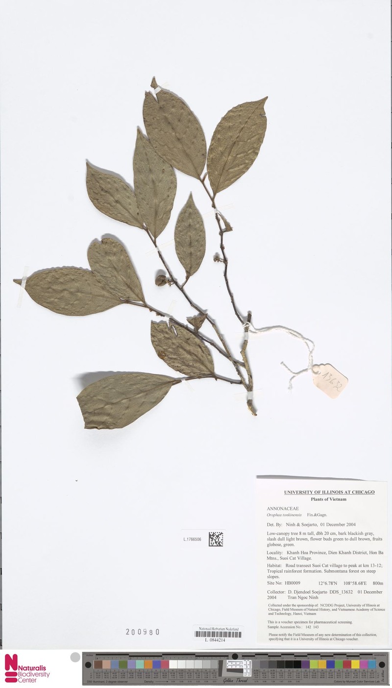 Orophea tonkinensis