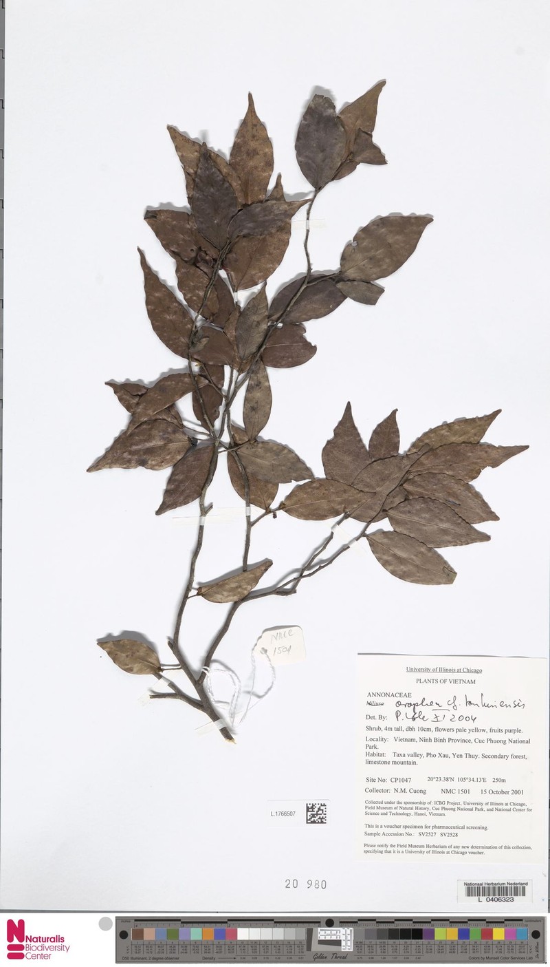 Orophea tonkinensis photo 2
