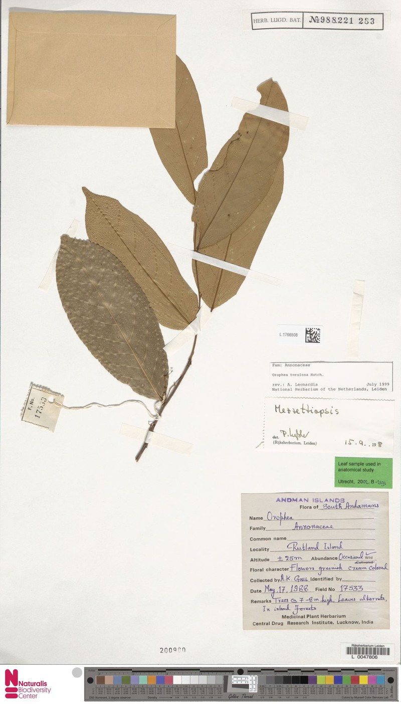 Orophea torulosa
