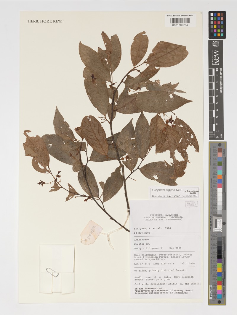 Orophea trigyna