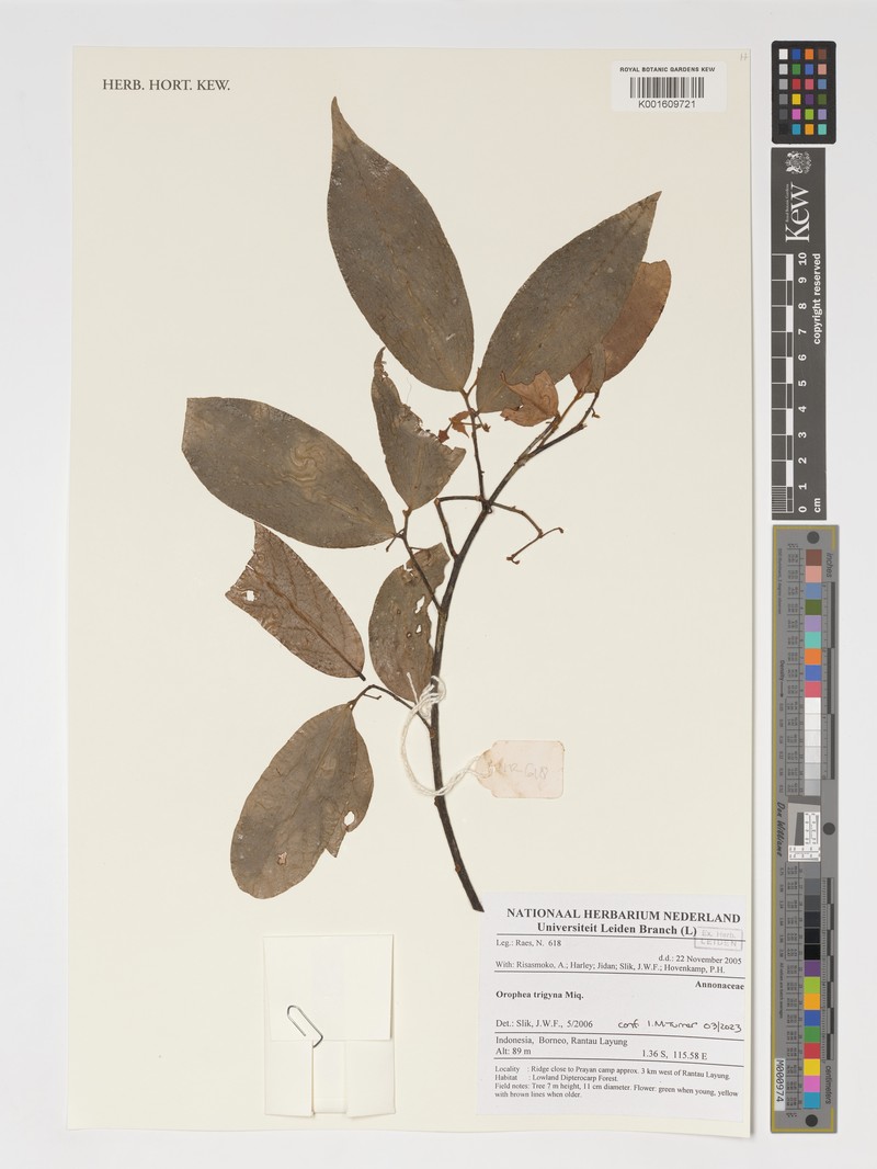 Orophea trigyna photo 2
