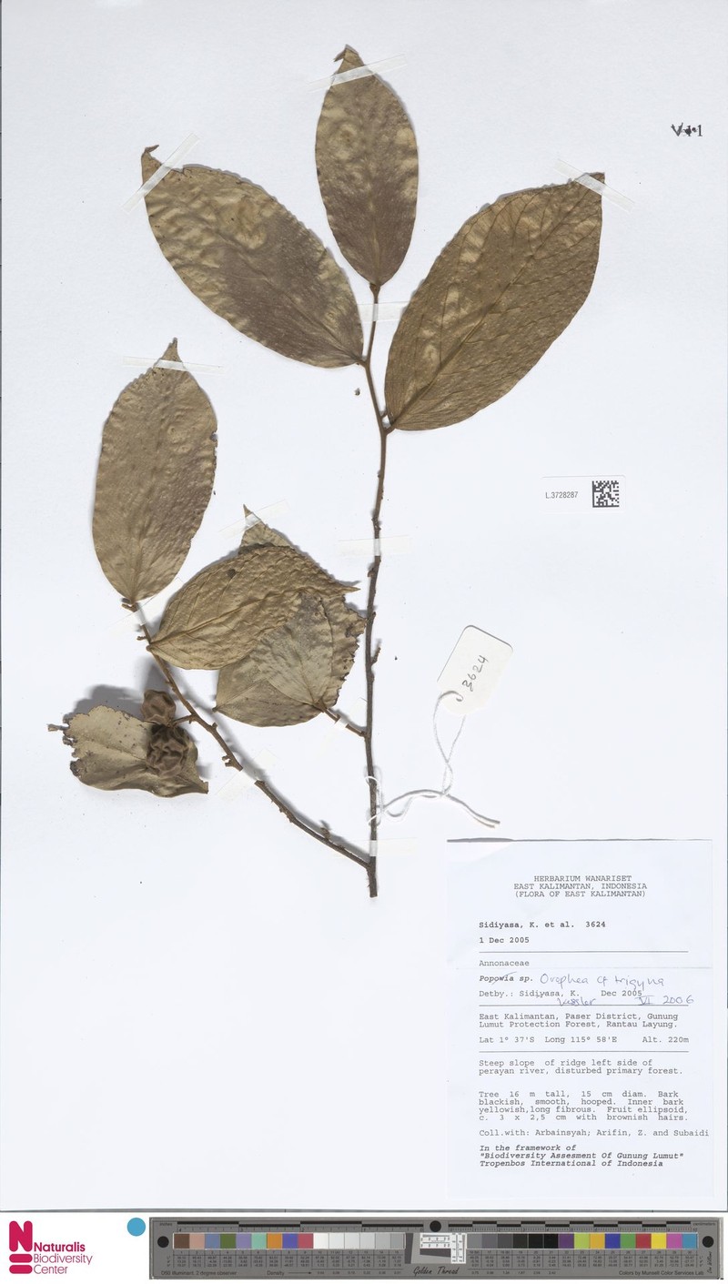 Orophea trigyna photo 3